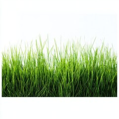 Obraz premium Fresh green grass blades isolated on white background