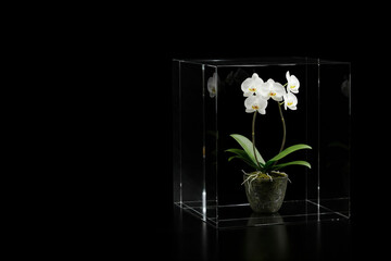 Orchid in a pot under a glass dome on a black background. Space for text.