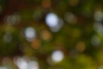 Naklejka premium Abstract Nature Greenery Forest Ambience Blurred Background Effect