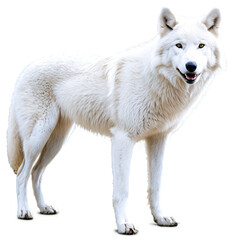 Obraz premium white wolf isolated on transparent background