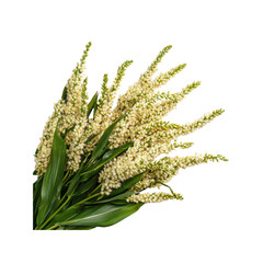 Obraz premium Lush Bouquet of Cream-Colored Lisianthus Flowers with Vibrant Green Foliage