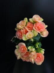 bunch of pink begonia flowers