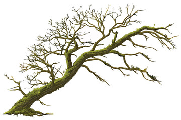 12 Moss-covered tree branch, gnarled wood texture, isolated on white background, twisted form, organic sculpture, forest detail, green moss, natural art piece, botanical specimen, earthy tones, studio