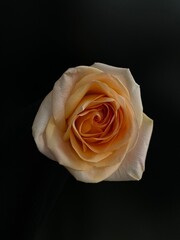 Fototapeta premium yellow rose on black