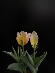 Obraz premium bloomed out tulips on black background