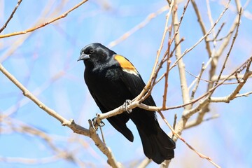 A Red-winged Blackbird perched in a tree.