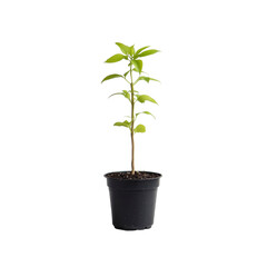 Young Plant Sprout in Black Pot, Isolated on Transparent Background