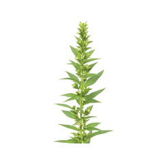 Obraz premium Single Tall Green Plant with Small Buds - Isolated on Black