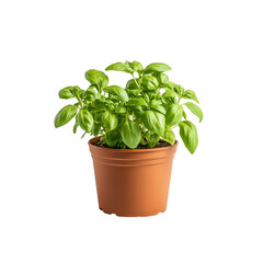 Fresh Basil Plant in Terracotta Pot, Isolated on Black