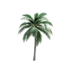 Lush Green Palm Tree Isolated on Transparent Background