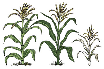 15 Corn stalks, green leaves, tassels, agricultural crop, detailed plant illustration, white background, botanical drawing style, realistic texture, vibrant green, maize plants, farm produce, organic 