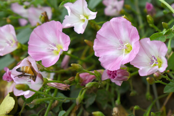 Field bindweed or Convolvulus arvensis or European bindweed or Creeping Jenny with open flowers surrounded with dense green leaves, closeup of Field bindweed flower