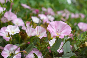 Field bindweed or Convolvulus arvensis or European bindweed or Creeping Jenny with open flowers...