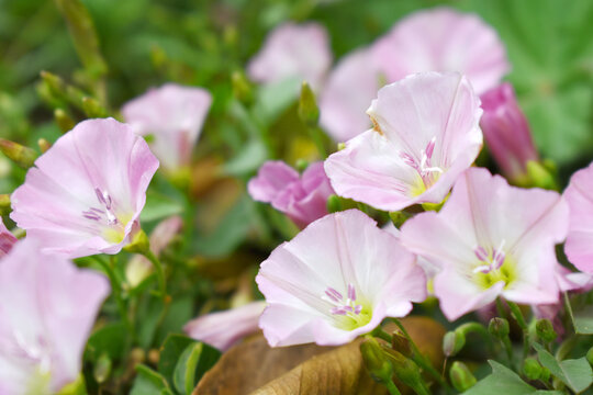 Field bindweed or Convolvulus arvensis or European bindweed or Creeping Jenny with open flowers surrounded with dense green leaves, closeup of Field bindweed flower