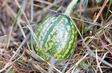 A green watermelon sits on the ground in a field