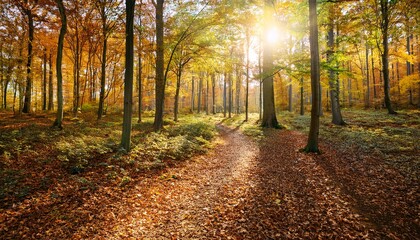Obraz premium forest panorama in autumn with hiking trail and sun shining through the trees
