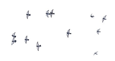 A flock of birds flying in the sky