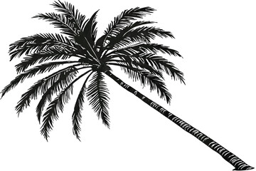 18 Realistic palm tree, isolated on white background, detailed fronds, tall trunk, tropical vegetation, botanical illustration, high resolution, photorealistic, single tree, lush green foliage, symmet
