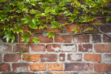 Old red brick wall with fresh green ivy leaves growing along the top. A rustic, natural background...
