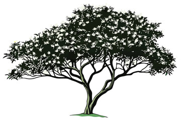 19 Photorealistic tree, lush green foliage, white flowers, detailed leaves, isolated on white background, botanical illustration, naturalistic, high resolution, 4K texture, garden plant, ornamental tr
