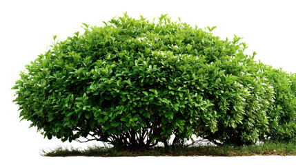 Fototapeta premium Lush Green Bush: A vibrant and thriving bush showcases the beauty of nature, with its lush green foliage, adding a touch of freshness and serenity. 