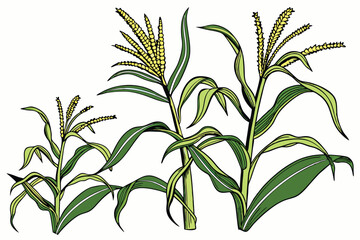 21 Realistic botanical illustration, corn stalks, tassels, green leaves, agricultural crop, detailed plant anatomy, scientific drawing style, white background, vibrant colors, textured foliage, golden