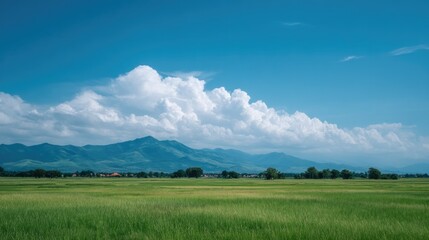 Fototapeta premium serene landscape of rice paddies under bright blue sky in vietnam