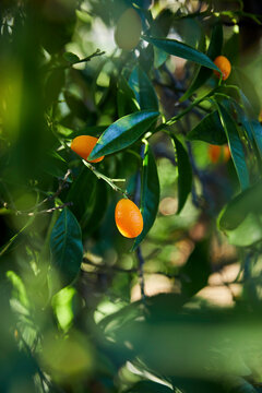 Fresh ripe Kumquats on a Tree