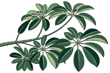 22 Botanical illustration, Schefflera arboricola, umbrella plant, glossy green leaves, realistic texture, white background, top-down view, intricate leaf details, houseplant, tropical foliage, natural
