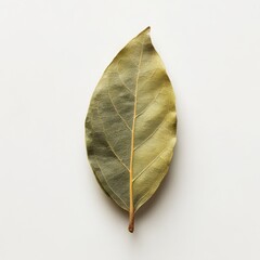 Dried bay leaf close up studio shot on white background