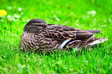 Female mallard or wild duck,Anas platyrhynchos,is lying in the grass