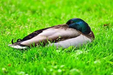 Mallard duck lying on the grass,spring season,nature