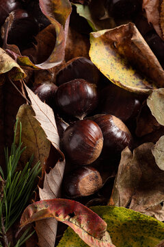 Group of chestnuts arranged on a carpet of autumn leaves. Front view.