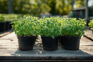 A close-up of fresh herbs growing in pots on a wooden table in an outdoor setting