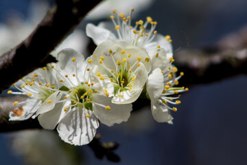 white cherry blossom
