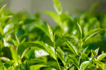 A bunch of green leaves with a single leaf in the middle © schankz