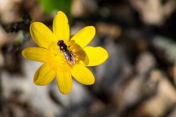 bee on flower