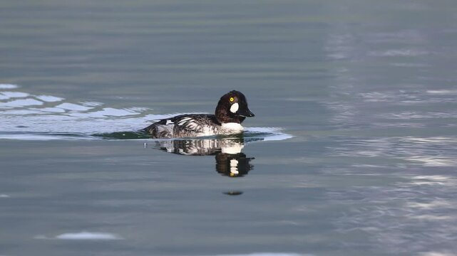 Male common goldeneye (Bucephala clangula) swims and preens in calm lake water, reflected in the surface on a serene spring morning.