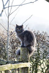 wundersch&ouml;ne junge blue smoke Main Coon Katze sitzt auf einem Zaunpfahl vor einer Buchenhecke im Winter an einem sonnigen Tag und lauert den V&ouml;geln auf
