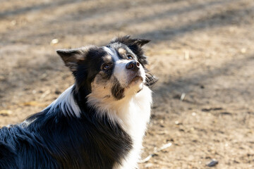 wunderh&uuml;bscher tricolor Border Collie sitzt in der Sonne und schaut nach oben, Kopfportrait im Bild unten links