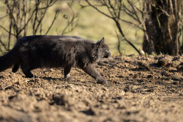 Blue Smoke Main Coon Katze schleicht sich an ihre Beute ran an einem sonnigen Tag