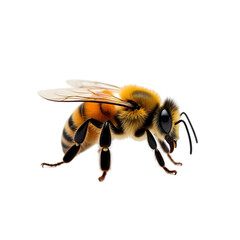 Bee isolated on transparent background PNG