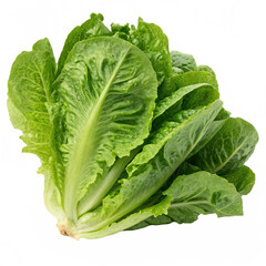 Obraz premium lettuce leaves transparent png image