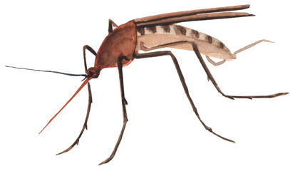 Bright watercolor illustration of a mosquito insect, featuring fine details and bold colors. Great for educational materials, nature-themed projects, and scientific or artistic designs.