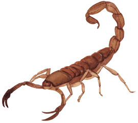 Bright watercolor illustration of a scorpion insect, featuring detailed body and pincers in bold colors. Perfect for nature-themed designs, educational materials, and wildlife art.