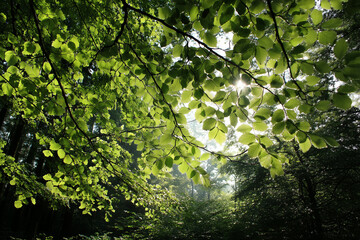 Fototapeta premium Immerse in vibrant spring! Sunlight filters through a dense forest canopy. Ideal for nature & wellness themes.