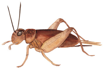 Bright watercolor illustration of a cricket insect, featuring detailed body and wings in natural, vibrant colors. Perfect for nature-inspired designs, educational projects, and wildlife art.