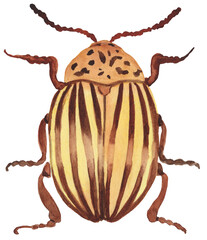 Bright watercolor illustration of a Colorado potato beetle, featuring its distinctive yellow and black striped pattern. Perfect for nature-inspired designs, educational projects, and agricultural art.