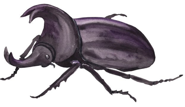 Bright watercolor illustration of a rhinoceros beetle, showcasing its distinctive horn and bold black tones. Ideal for nature-themed designs, educational materials, and wildlife art.