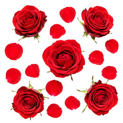 Obraz premium Red Roses and Petals Arrangement on Transparent Background